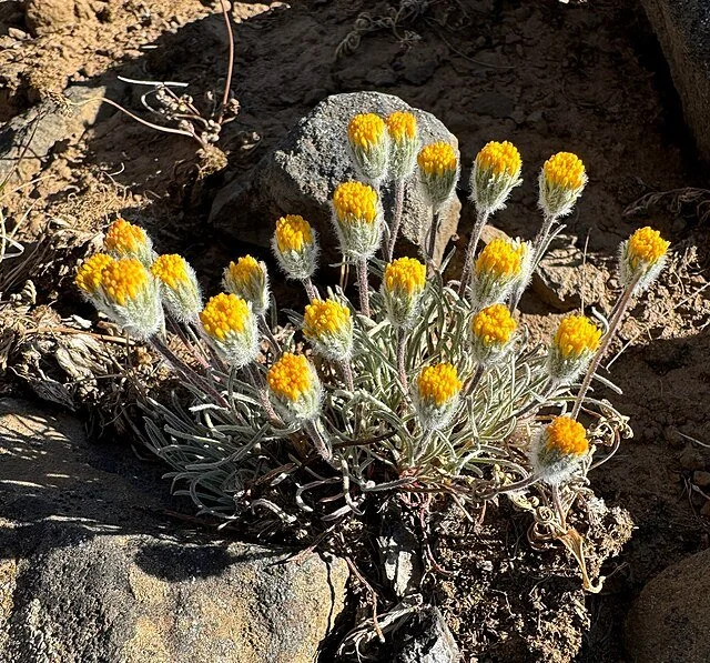 Erigeron bloomeri