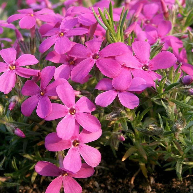 Phlox douglasii 'Waterloo'
