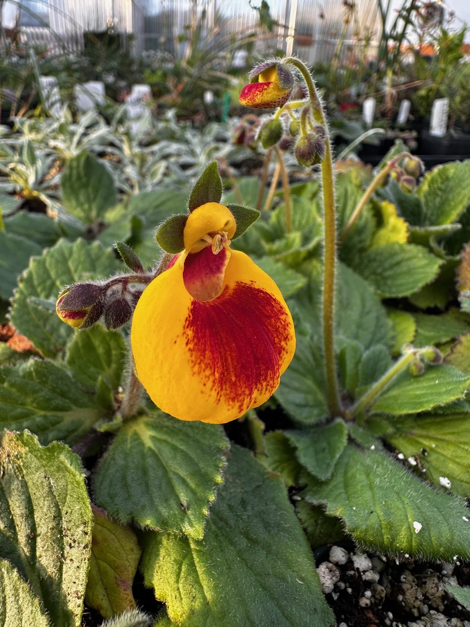 Calceolaria 'illahe herbeohybrida'