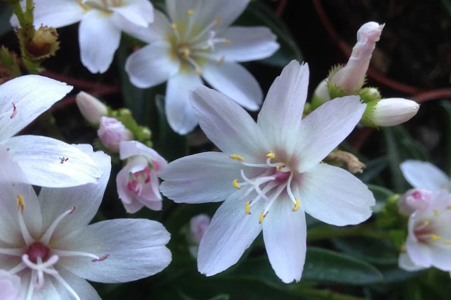 Darcy-and-Everest-Lewisia-longipetala-Little-Snowberry-RHS-20170519085630771.jpg