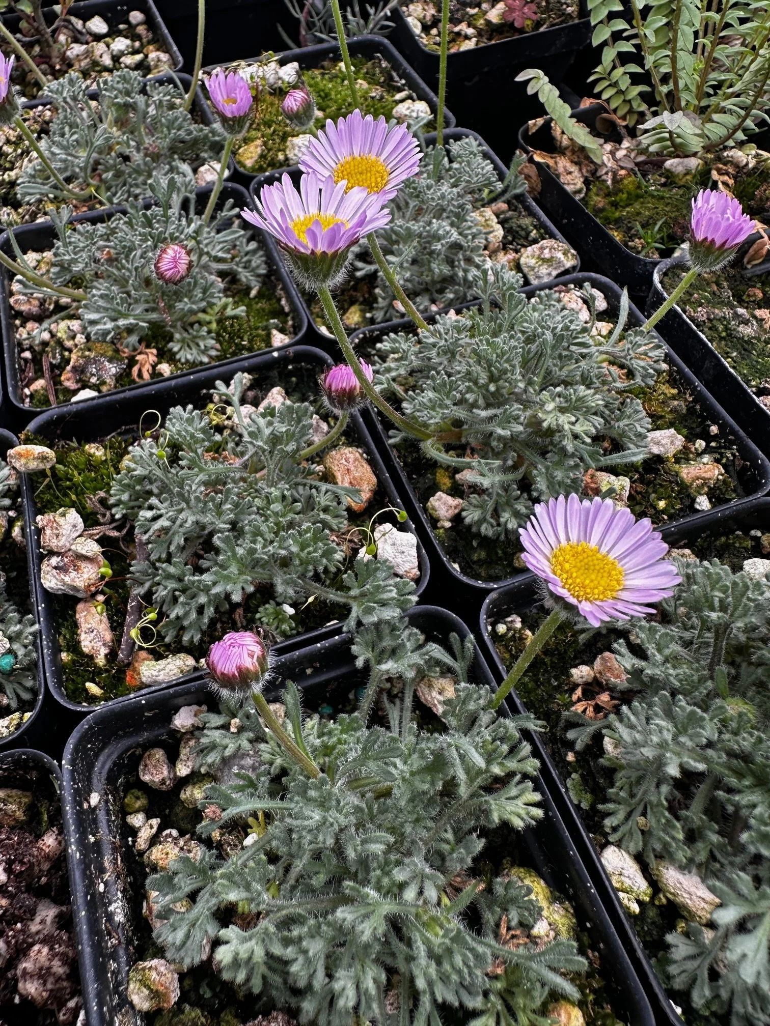 Erigeron compositus 'Pink" ex Mt. Tahoma