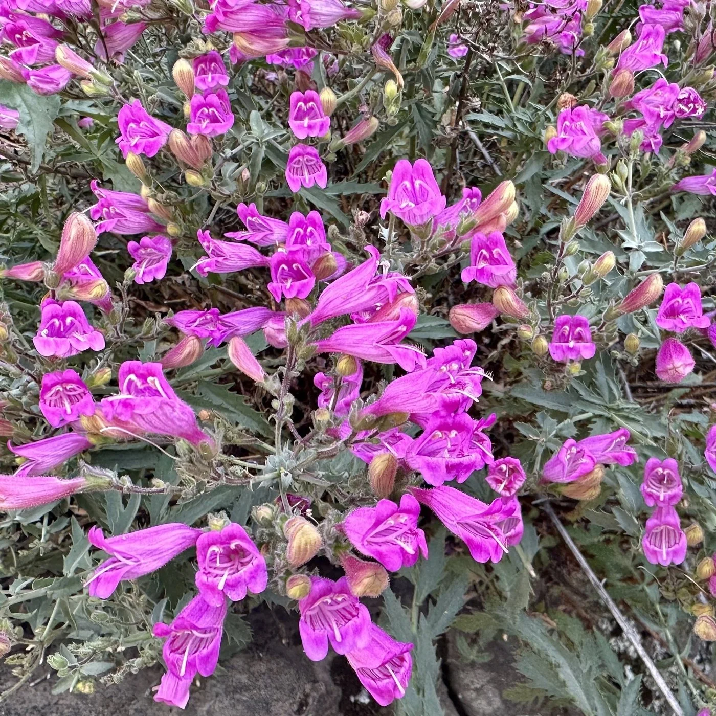 Penstemon richarsonii var richarsonii