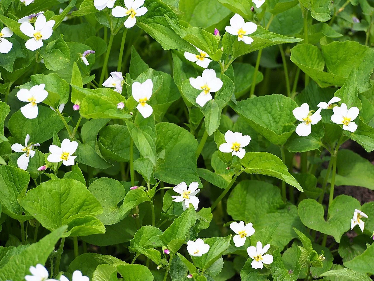 Viola_canadensis_Fiołek_kanadyjski_2022-05-03_01.jpg