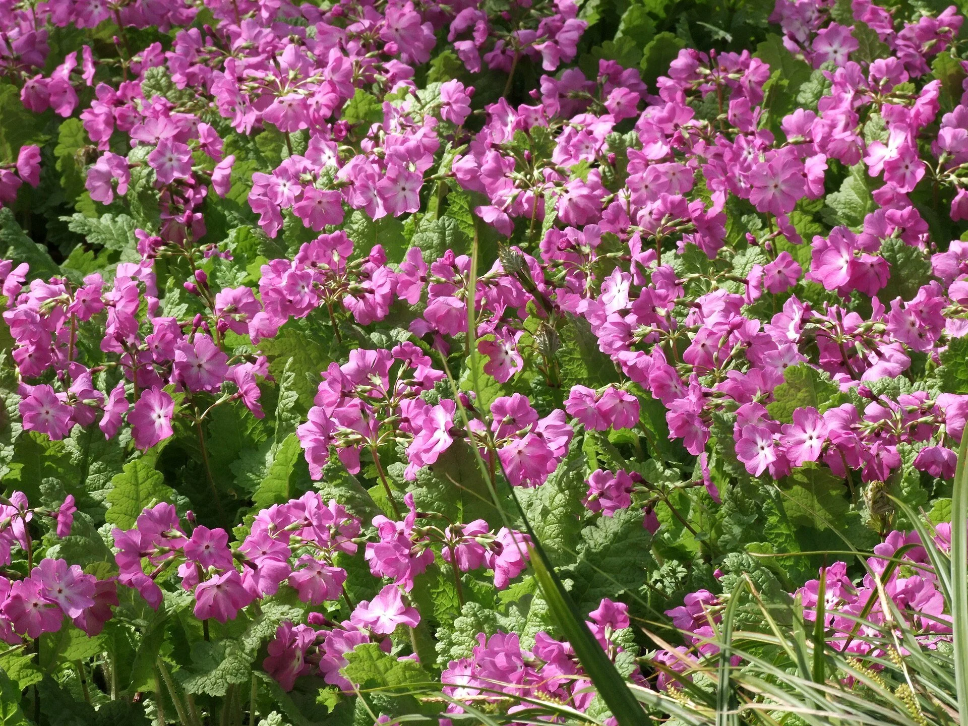Primula_sieboldii093.jpg