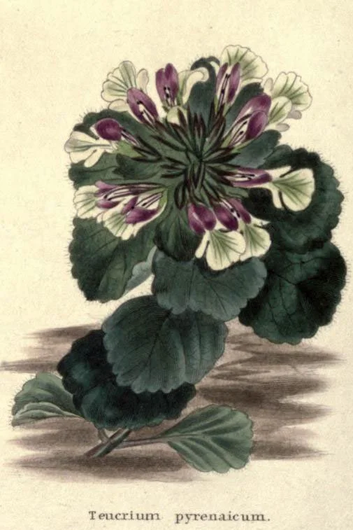 The_botanic_garden_(Plate_20)_-_Teucrium_pyrenaicum.jpg