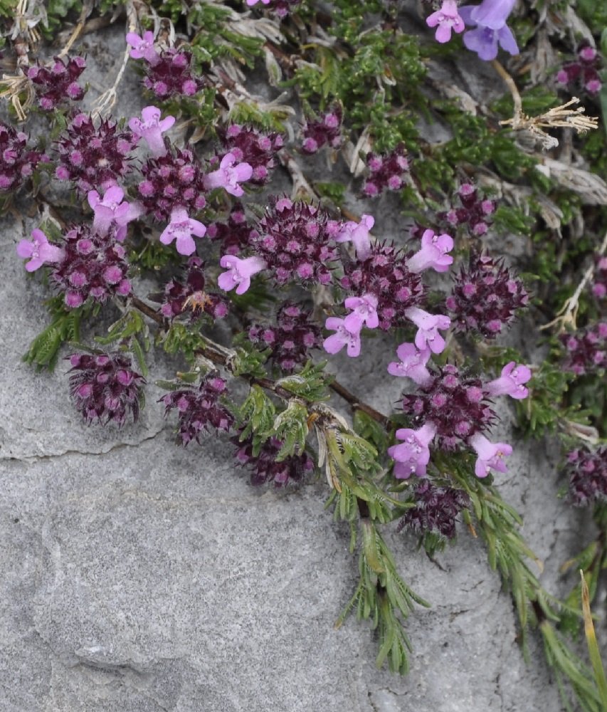 Thymus boissieri