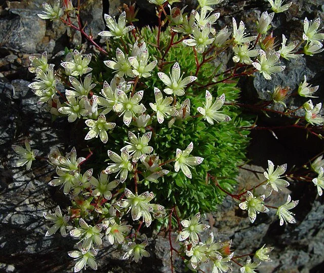 Saxifraga_funstonii.jpg