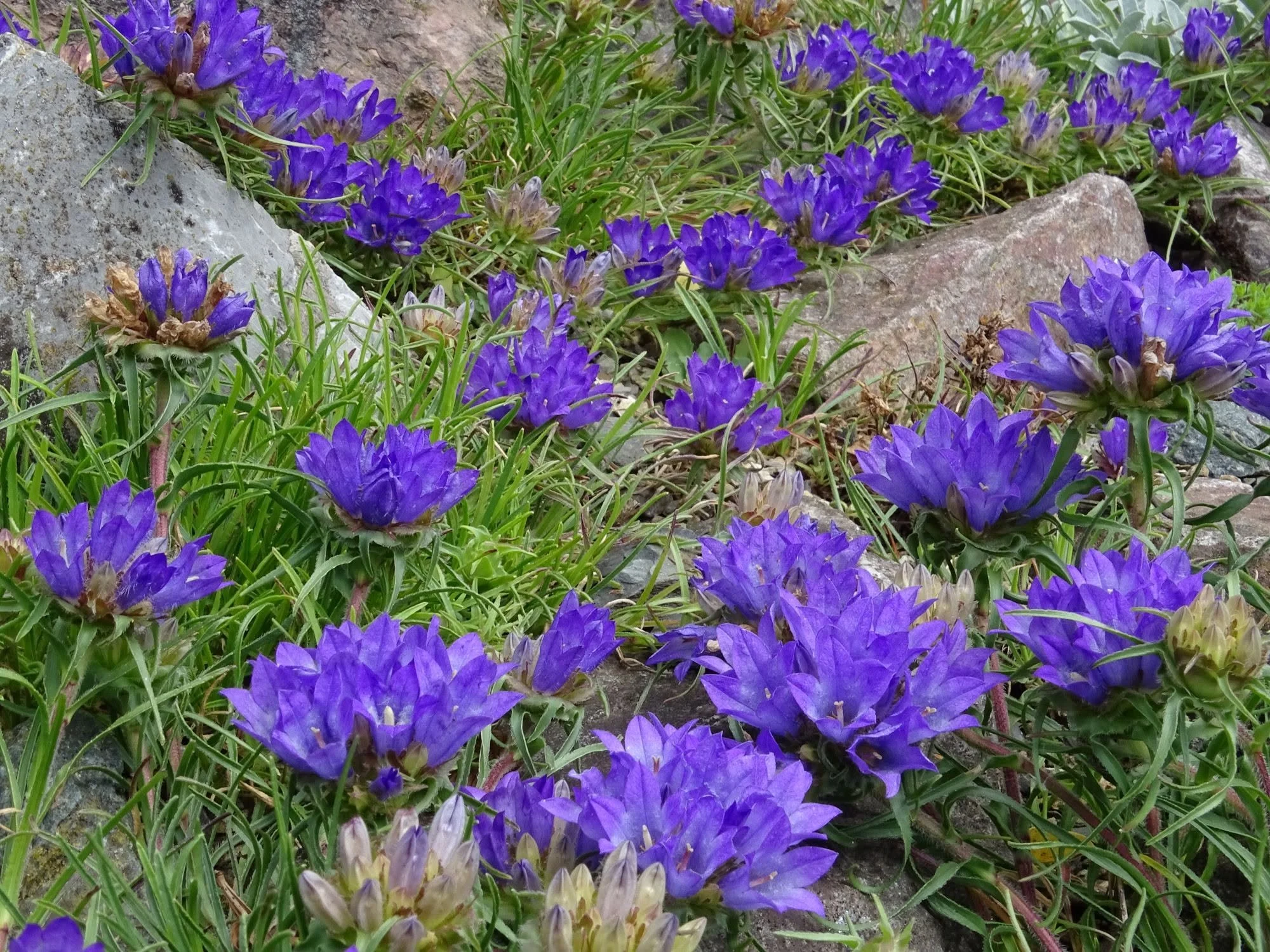 Edraianthus caricinus