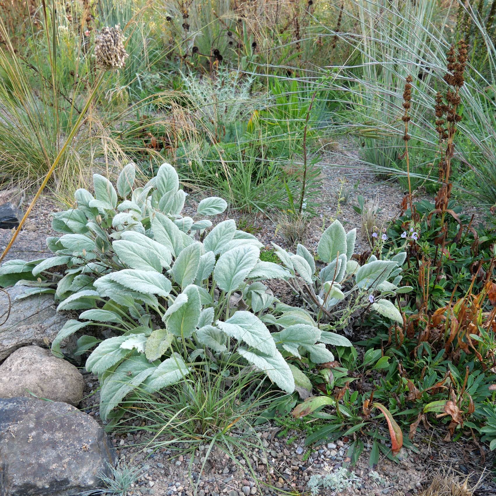 Salvia_cyanescens_Blauer_Salbei_0787.jpg