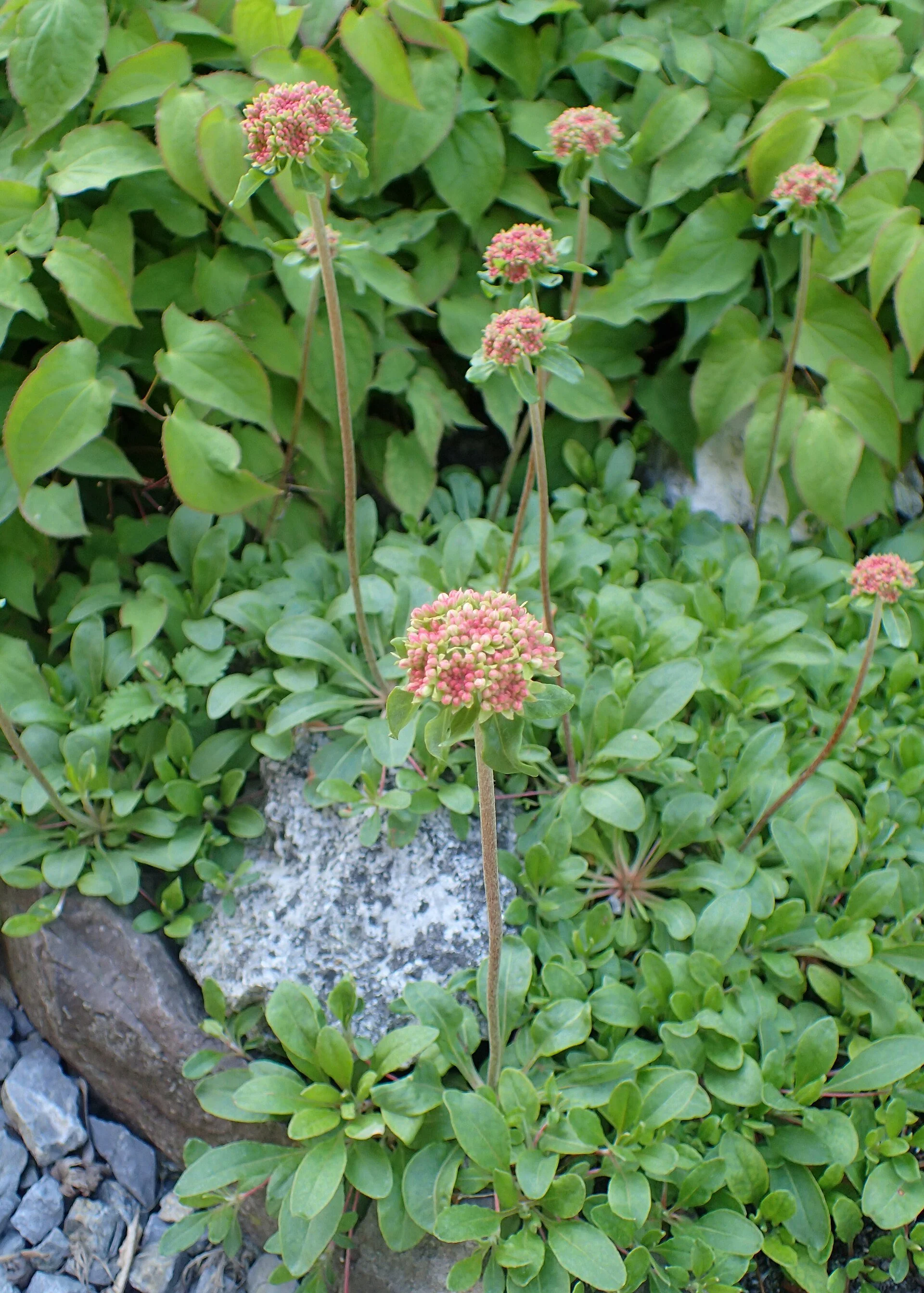 Eriogonum_umbellatum_kz02.jpg