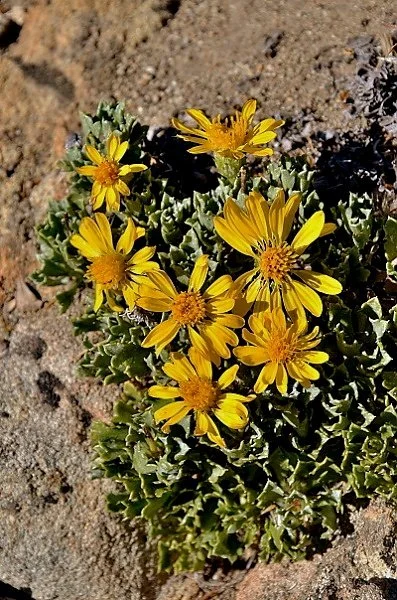 Haplopappus paucidentatus