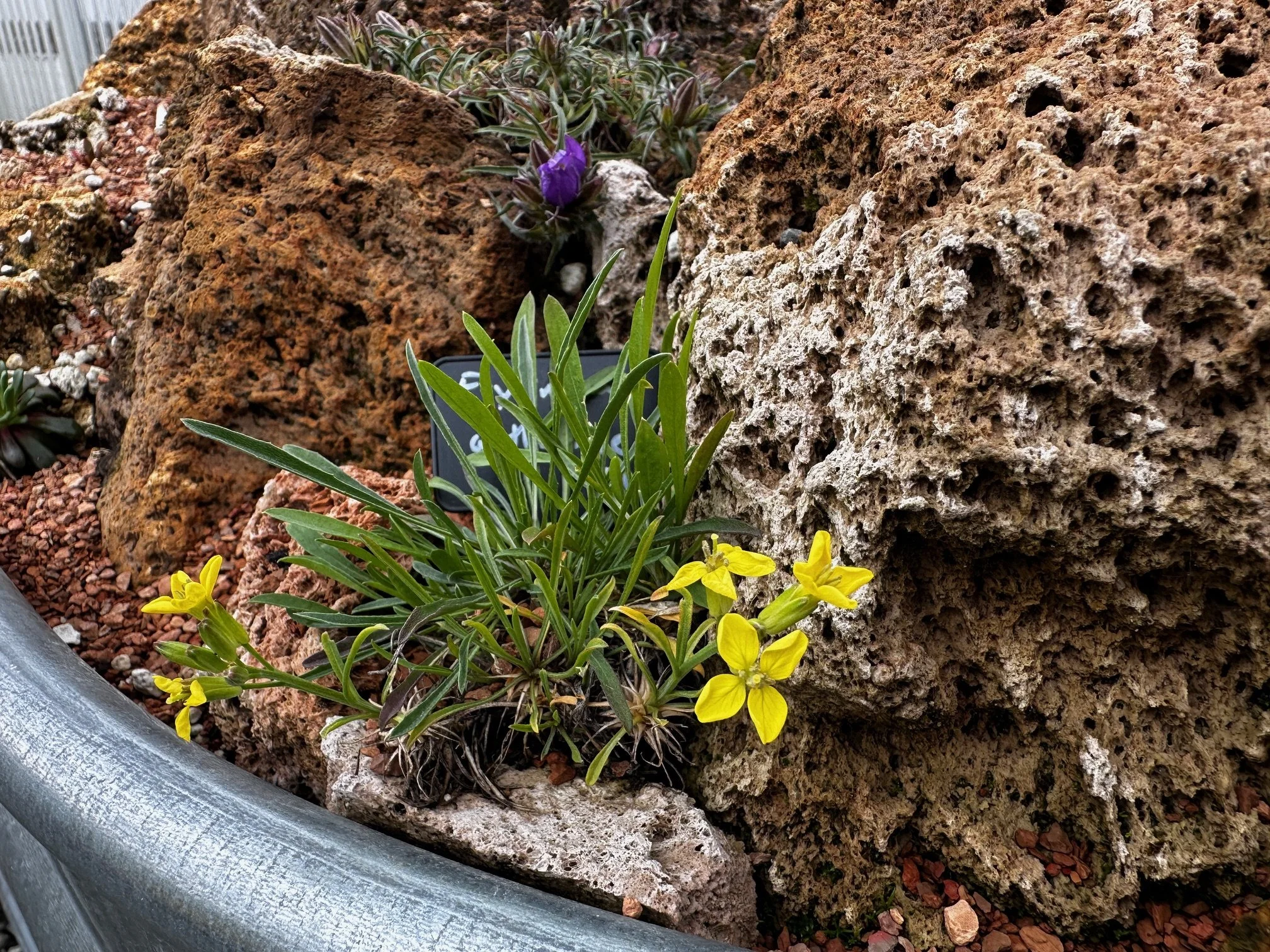 Erysimum aethnensis (etnense)