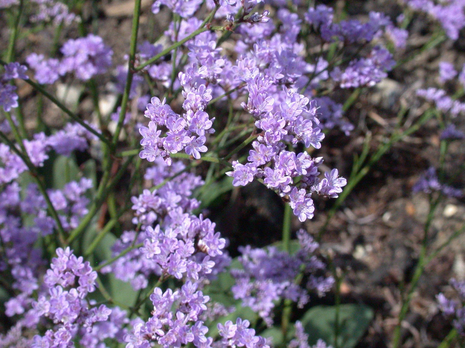 1920px-Limonium_humile_20070810-1331-163.jpg