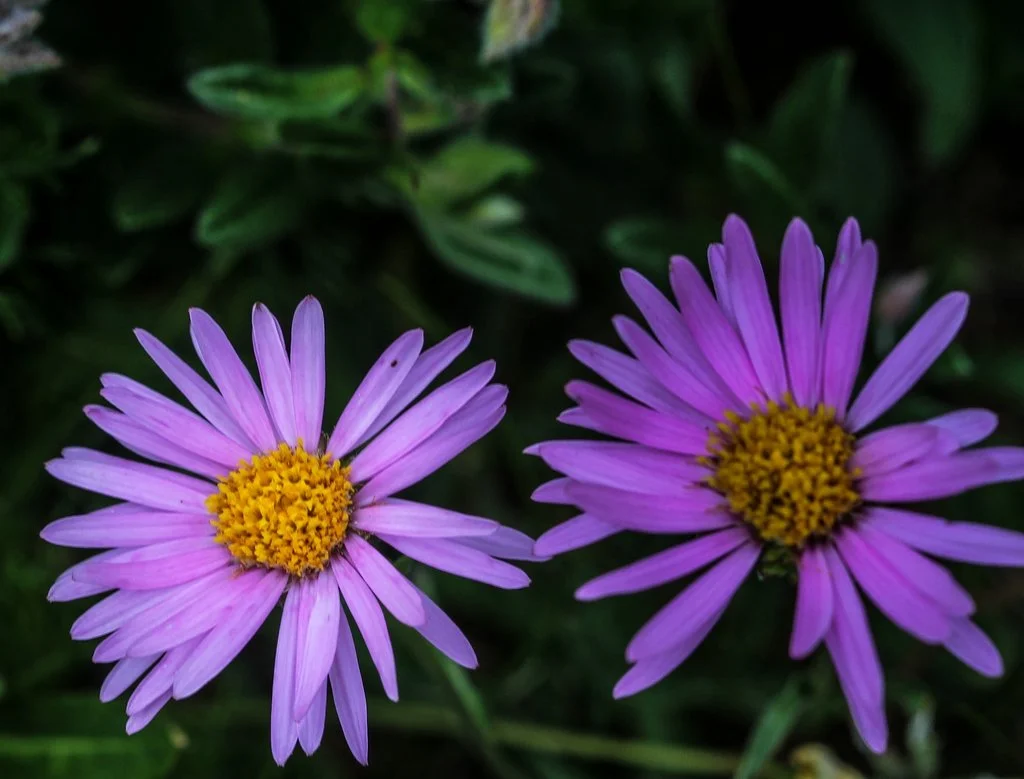 1024_Alpen-Aster_(Aster_alpinus)-2144.jpg (Copy)