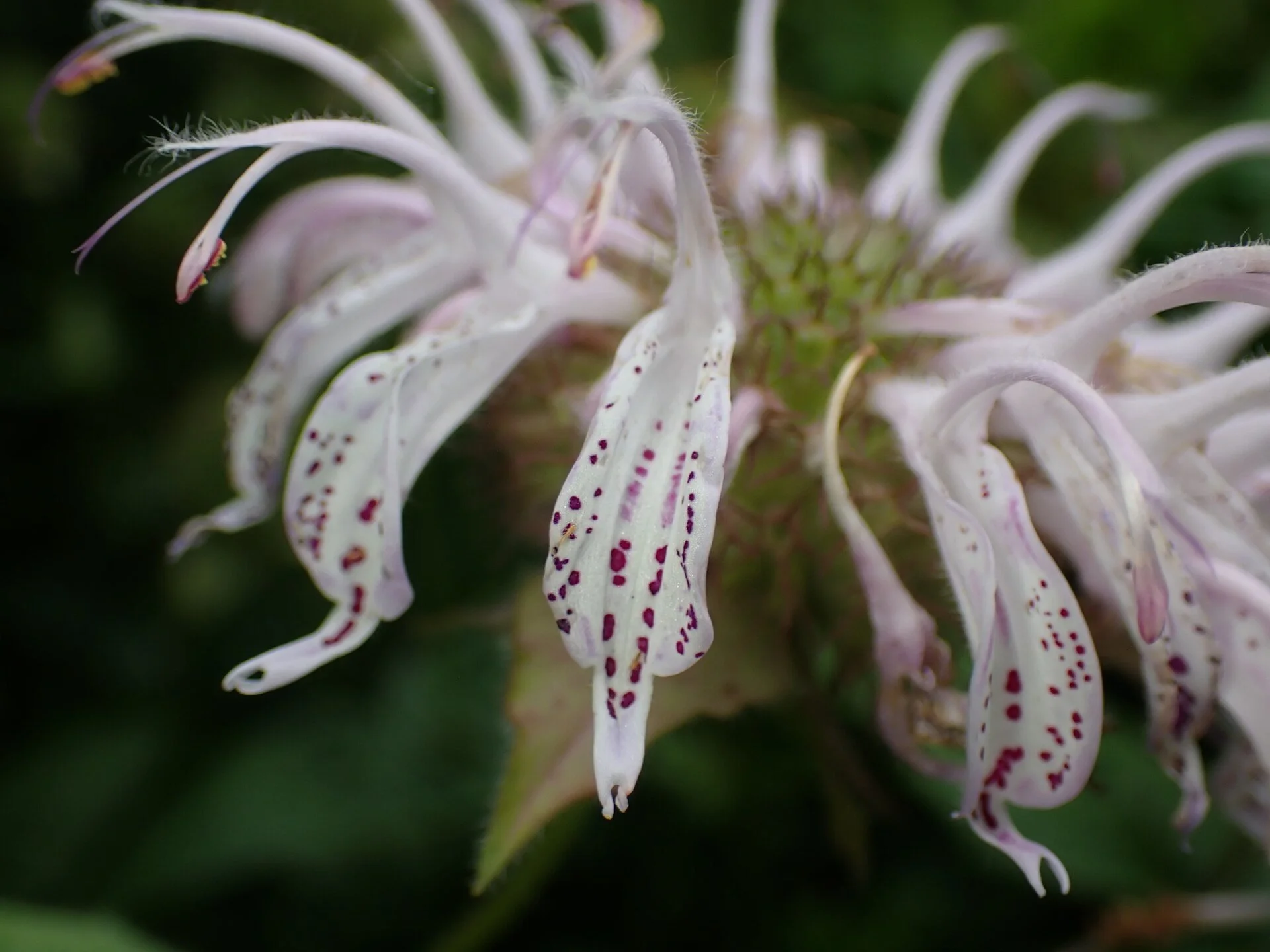 1920px-Monarda_bradburyana_512186416.jpg