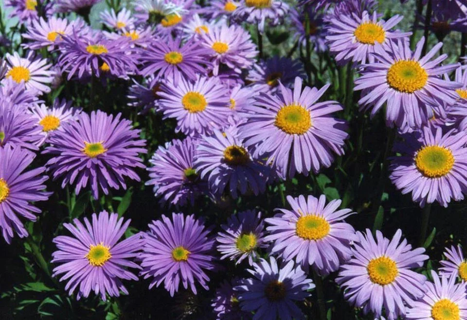 Aster_alpinus_1b.jpg