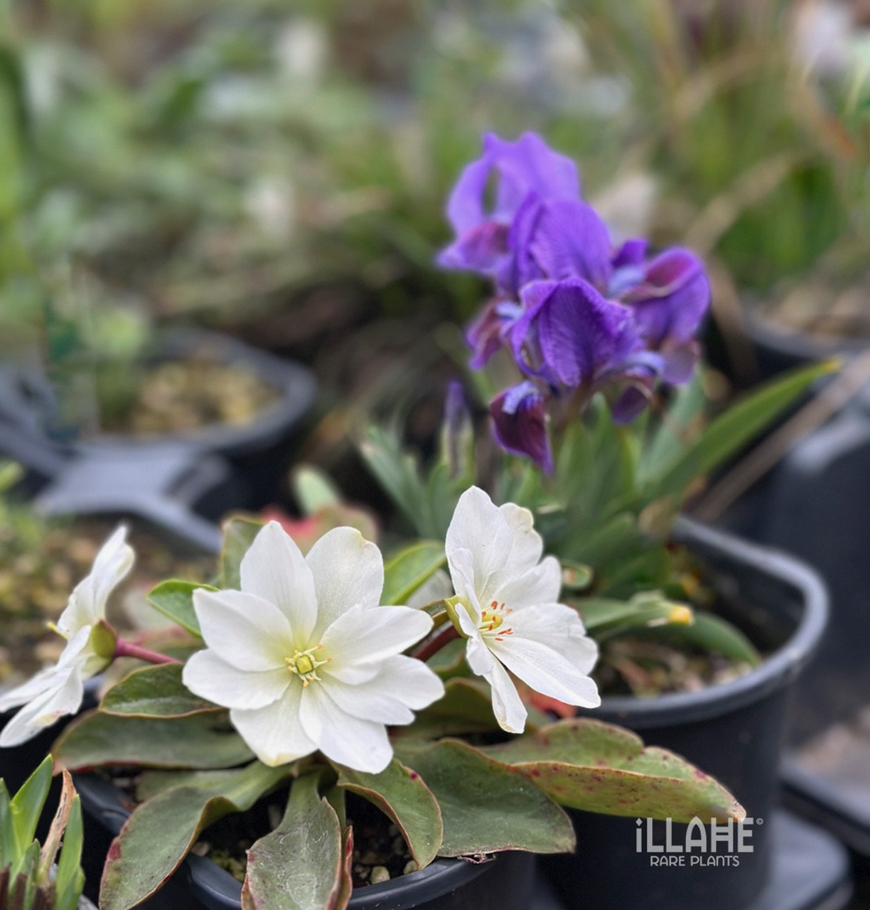 Lewisiopsis tweedyi 'Alba'
