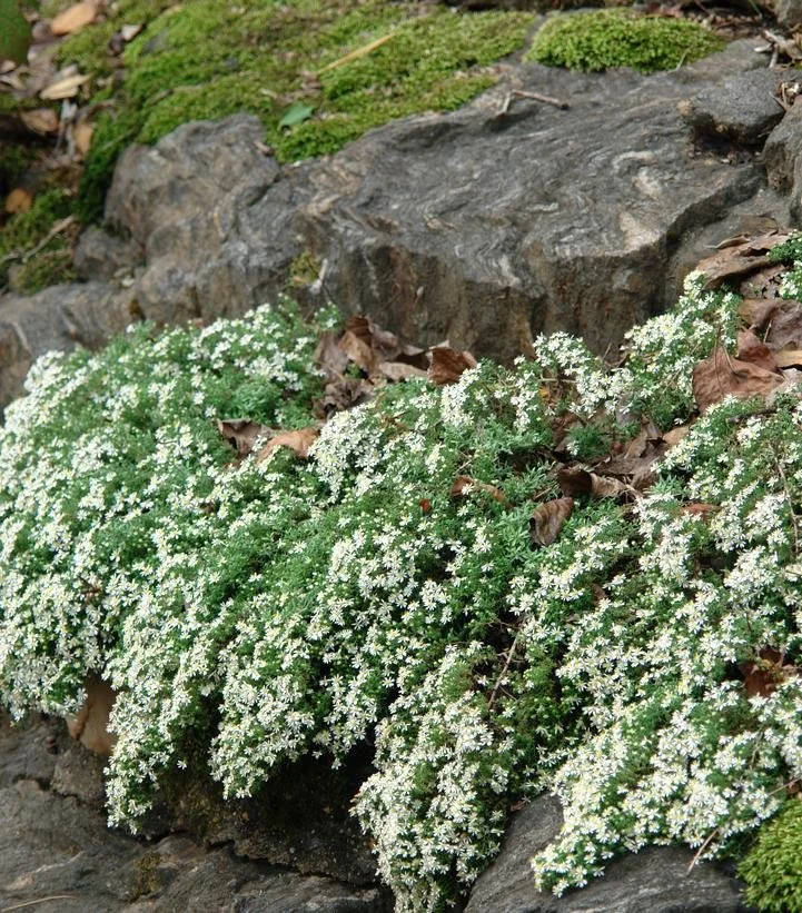 Aster ericoides