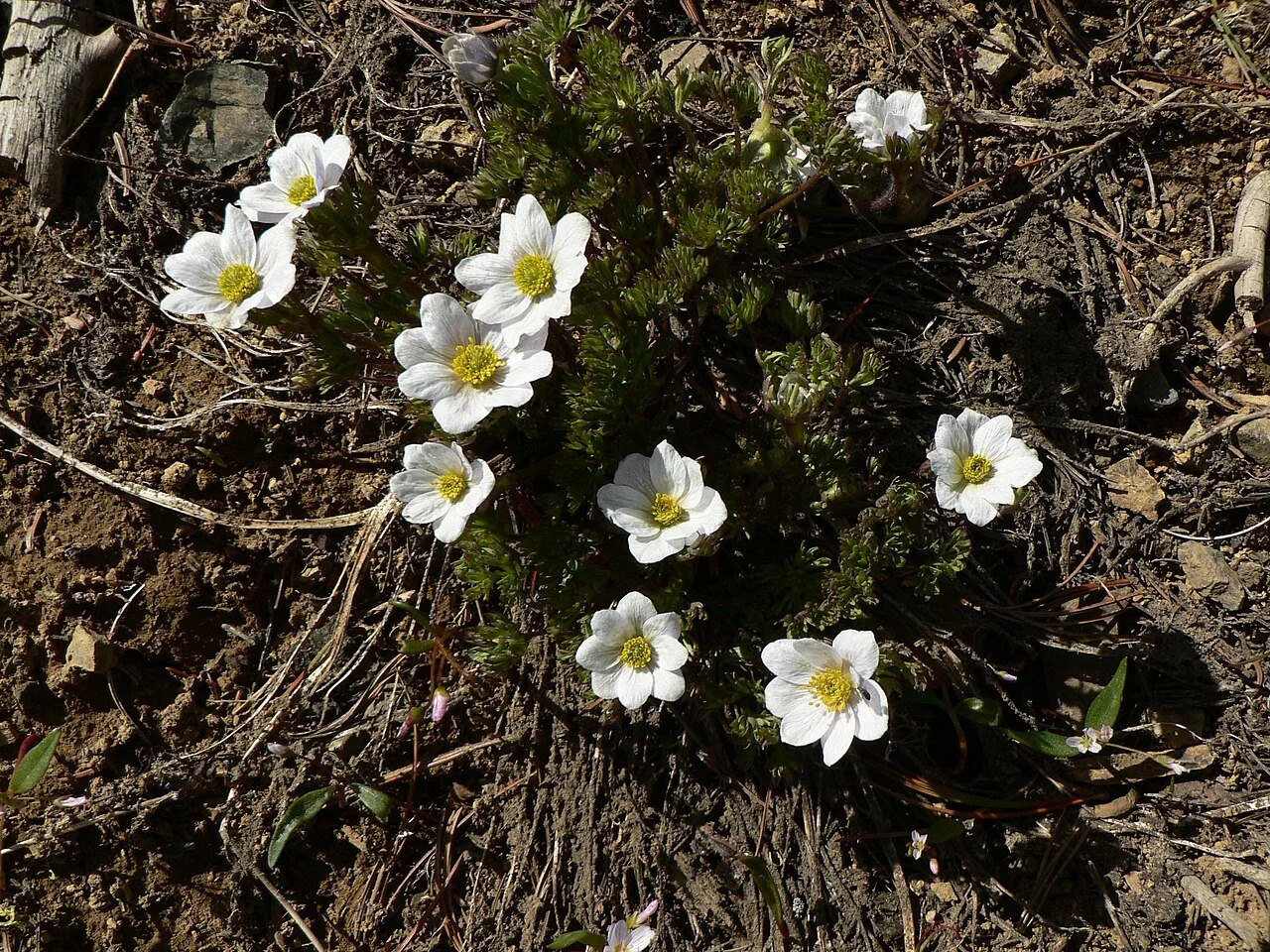 Anemone_drummondii_15815.JPG