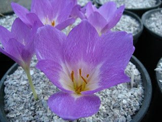 Colchicum 'Octoberfest' (1).JPG