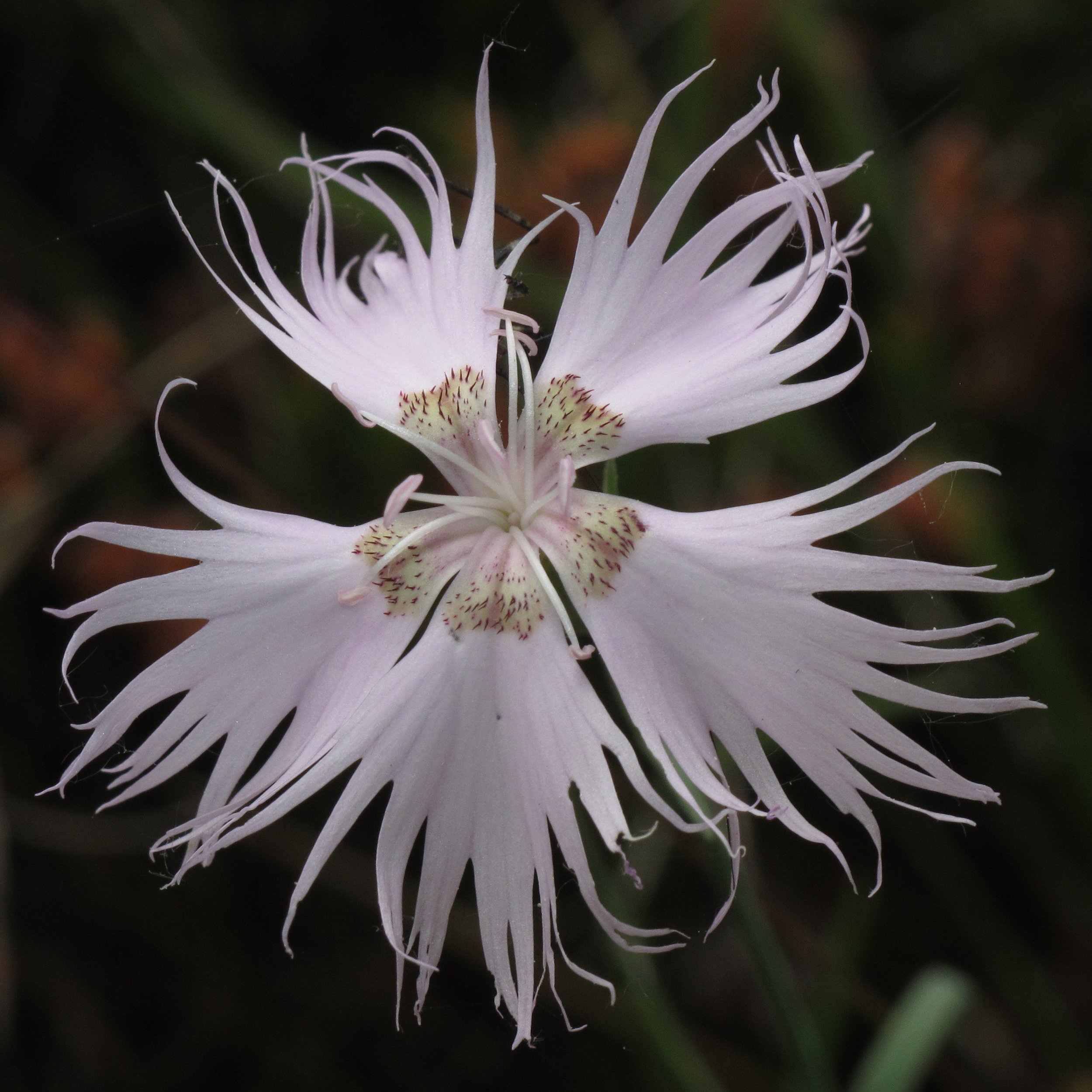 Dianthus_cf_sternbergii_RF.jpg