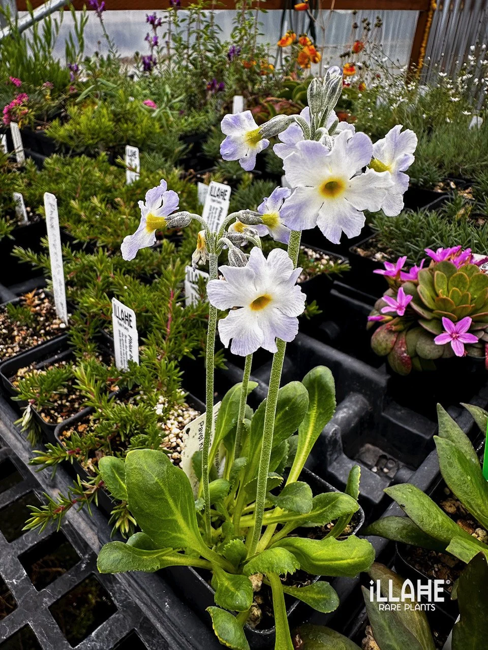 Primula gemmifera var. zambalensis