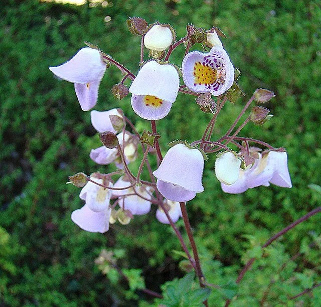 Jovellana sp.