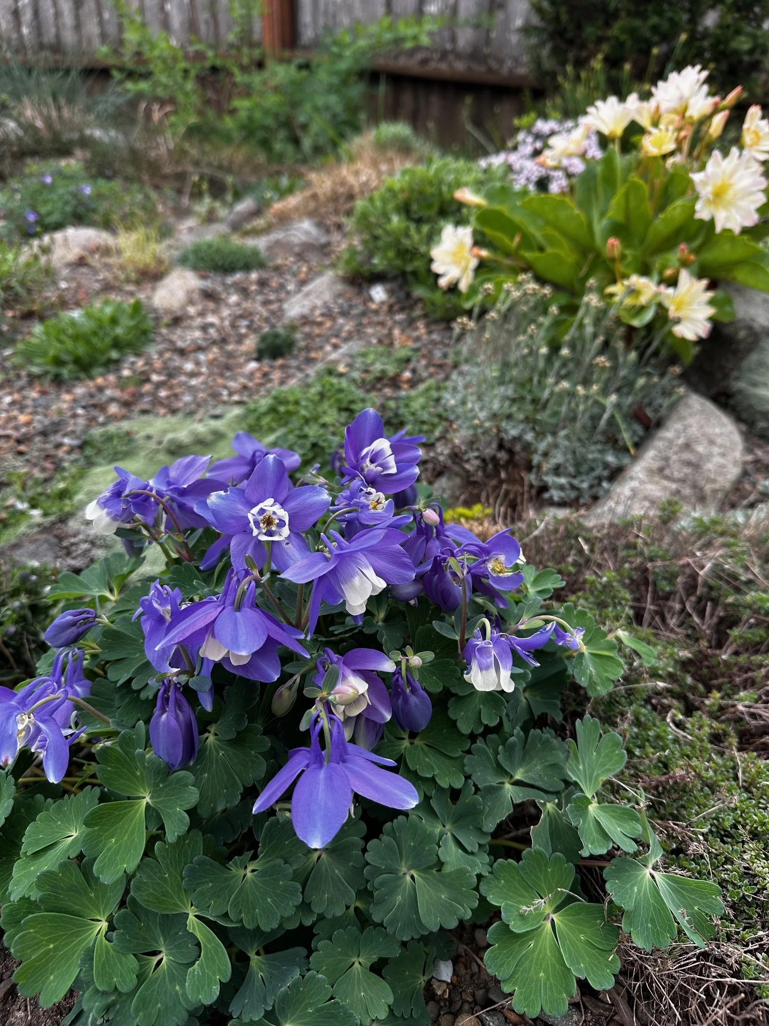 Aquilegia bertelonii