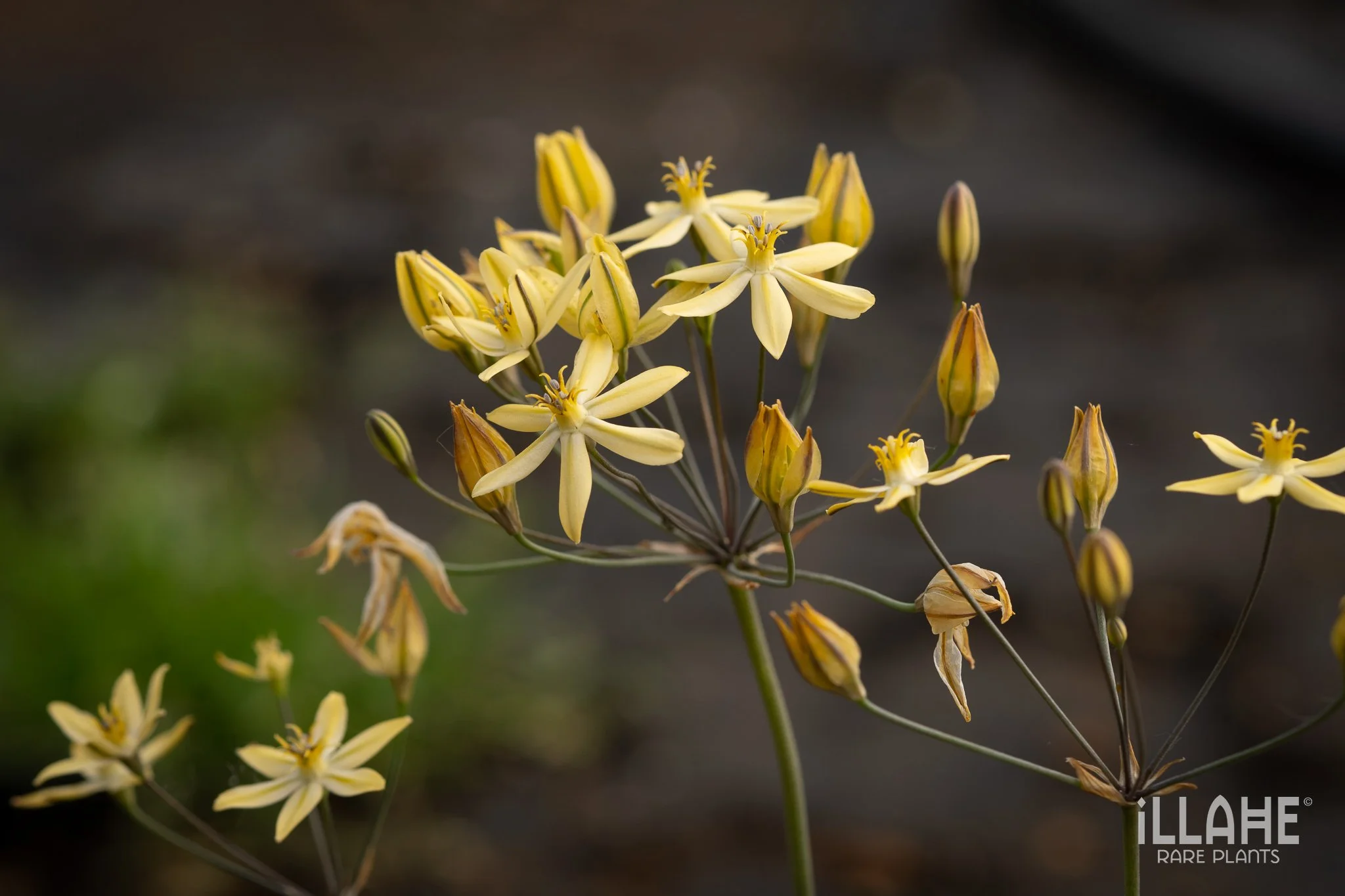 Back to the Bulbs — Illahe Rare Plants