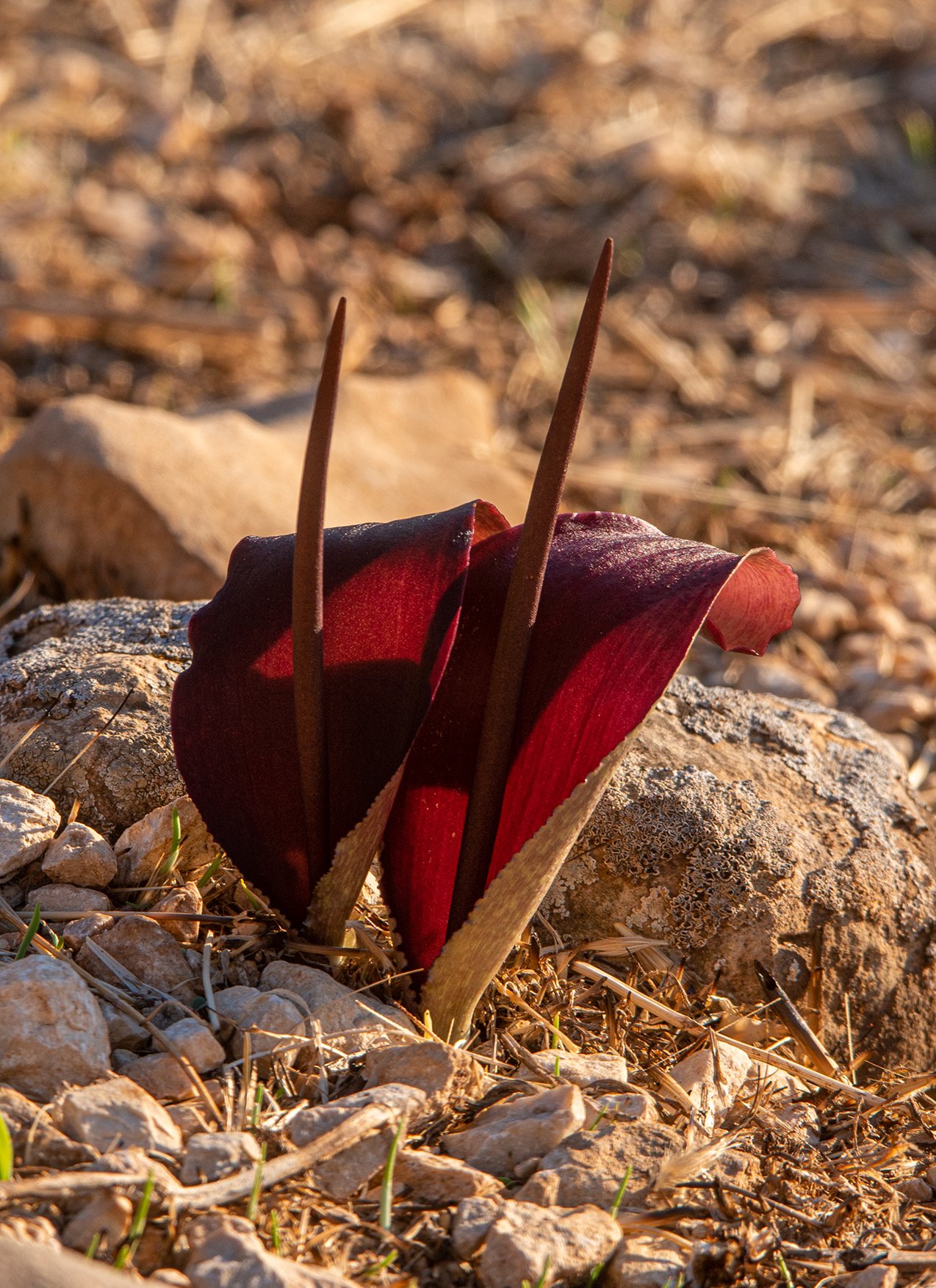 Biarum_carduchorum_kurdistan.jpg