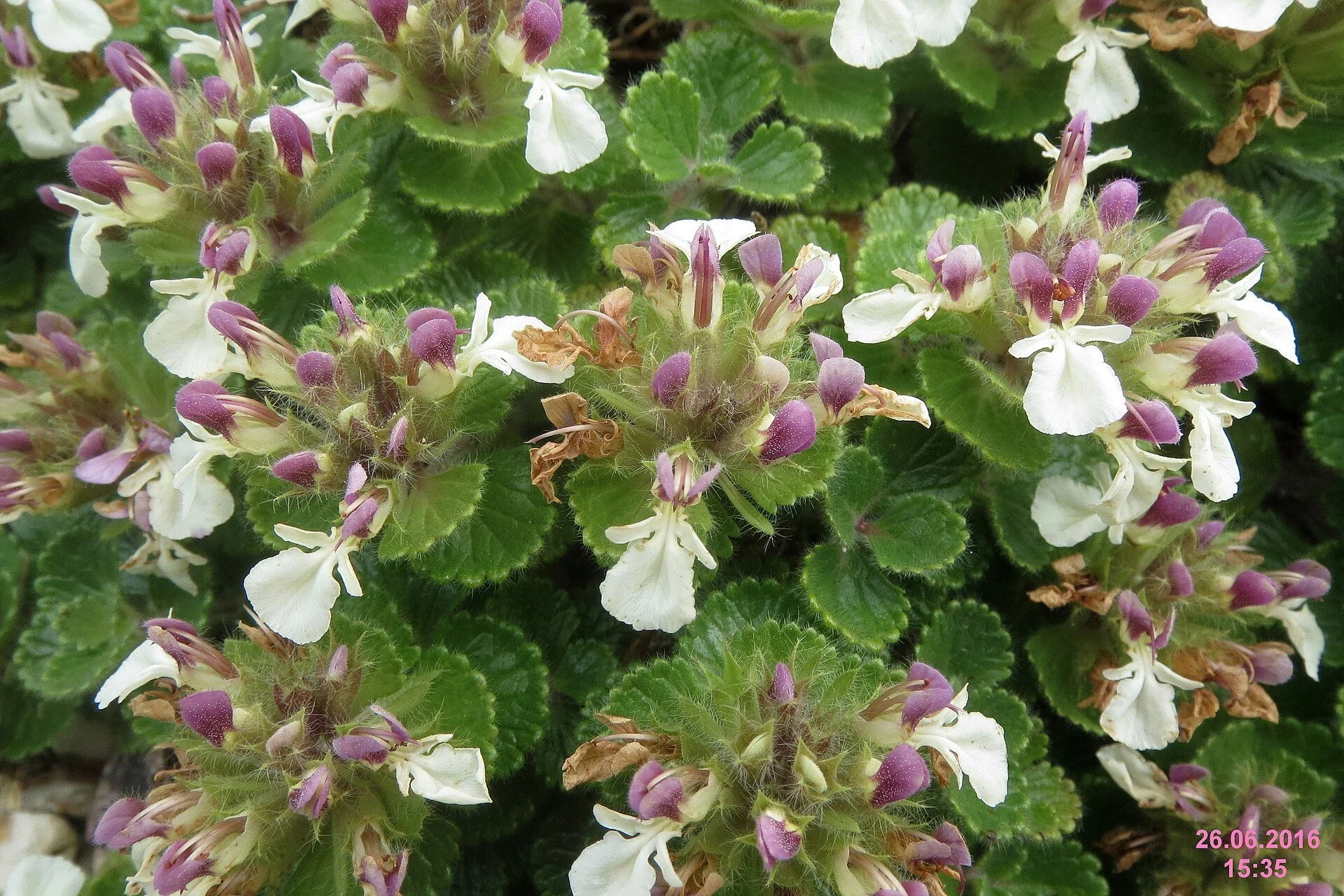 1920px-Teucrium_pyrenaicum_(SG)_(30506205065).jpg