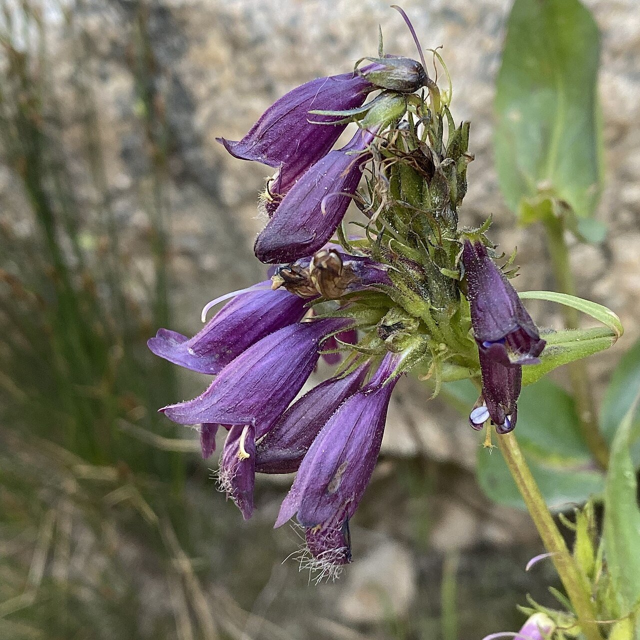 Penstemon_whippleanus_-_Marek_01.jpg