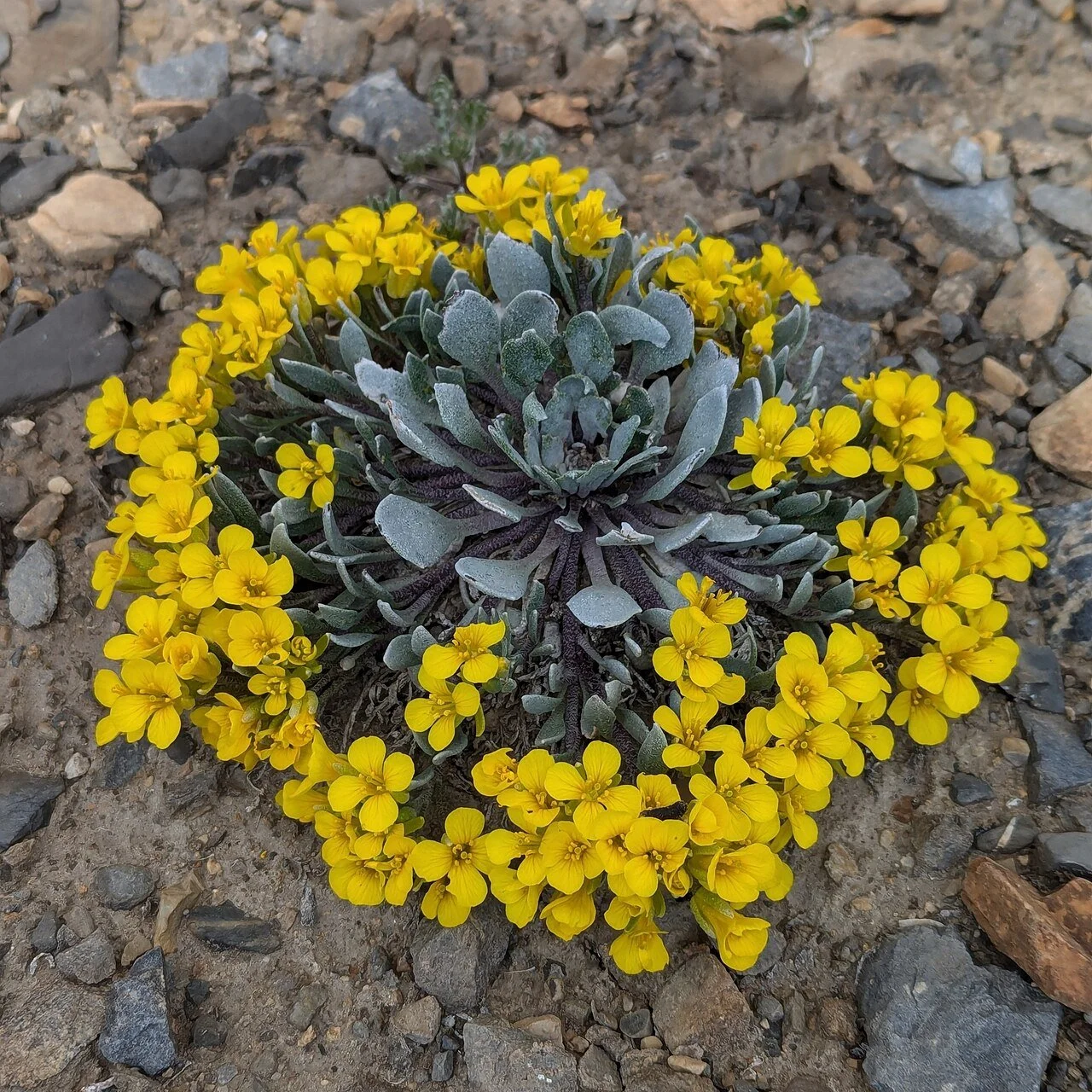 Physaria alpina