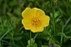 120px-Trollius_ranunculoides_%E0%BD%96%E0%BD%BC%E0%BD%84%E0%BC%8B%E0%BD%A6%E0%BD%BA%E0%BD%A2.jpg