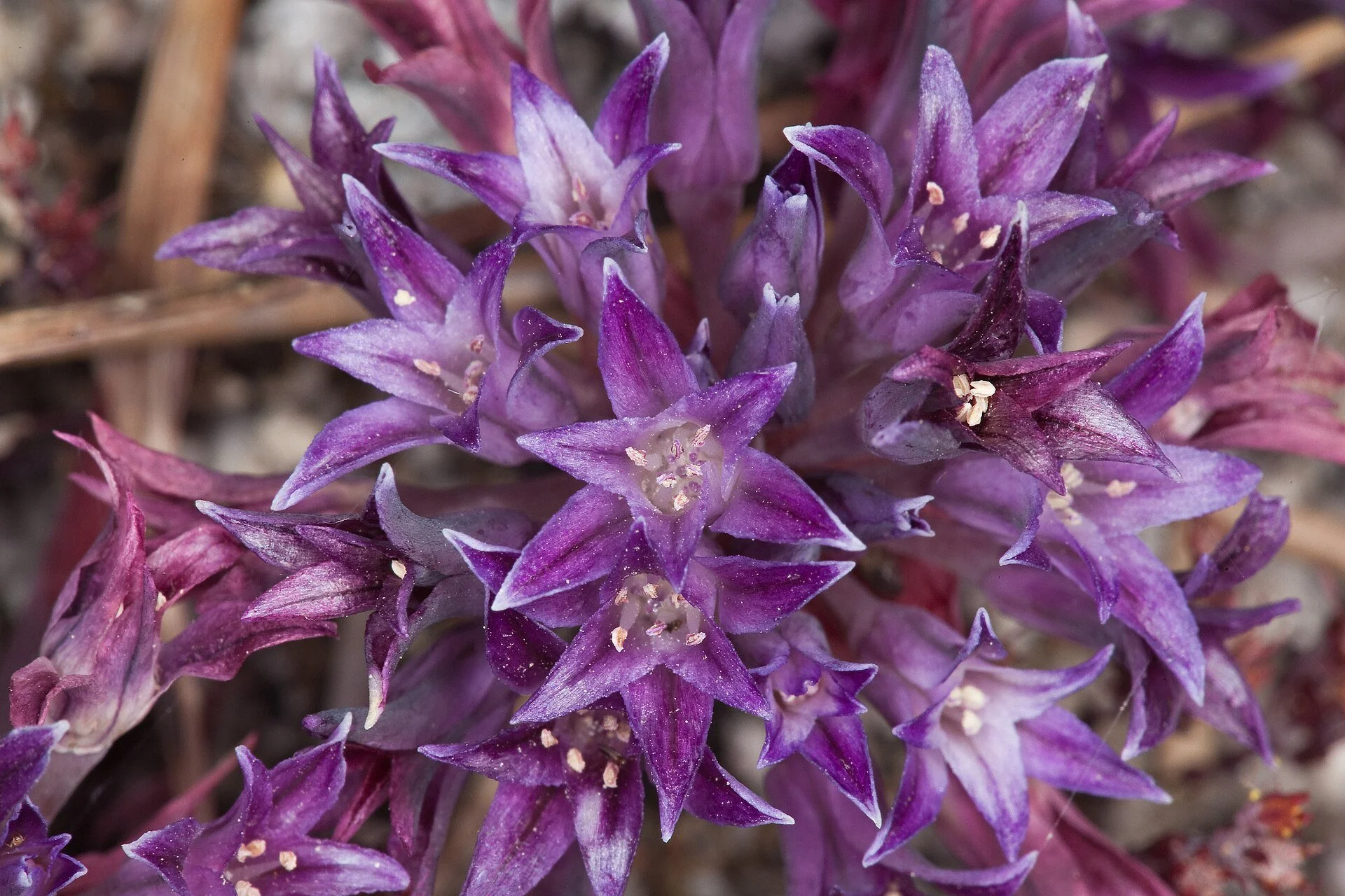 1920px-Allium_abramsii_(Abrams'_allium)_(32729116760).jpg