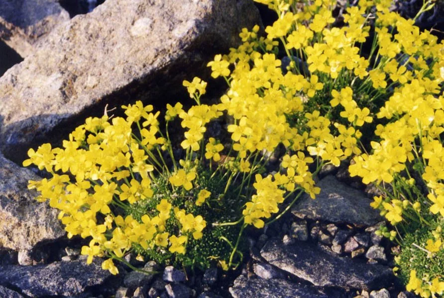 Draba rigida