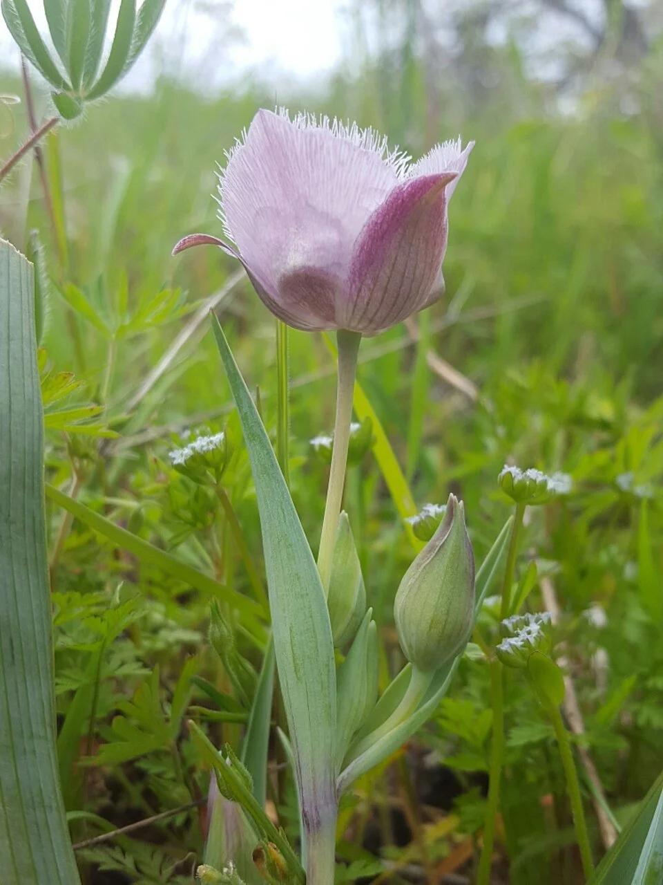 Calochortus_tolmiei_7452256.jpg