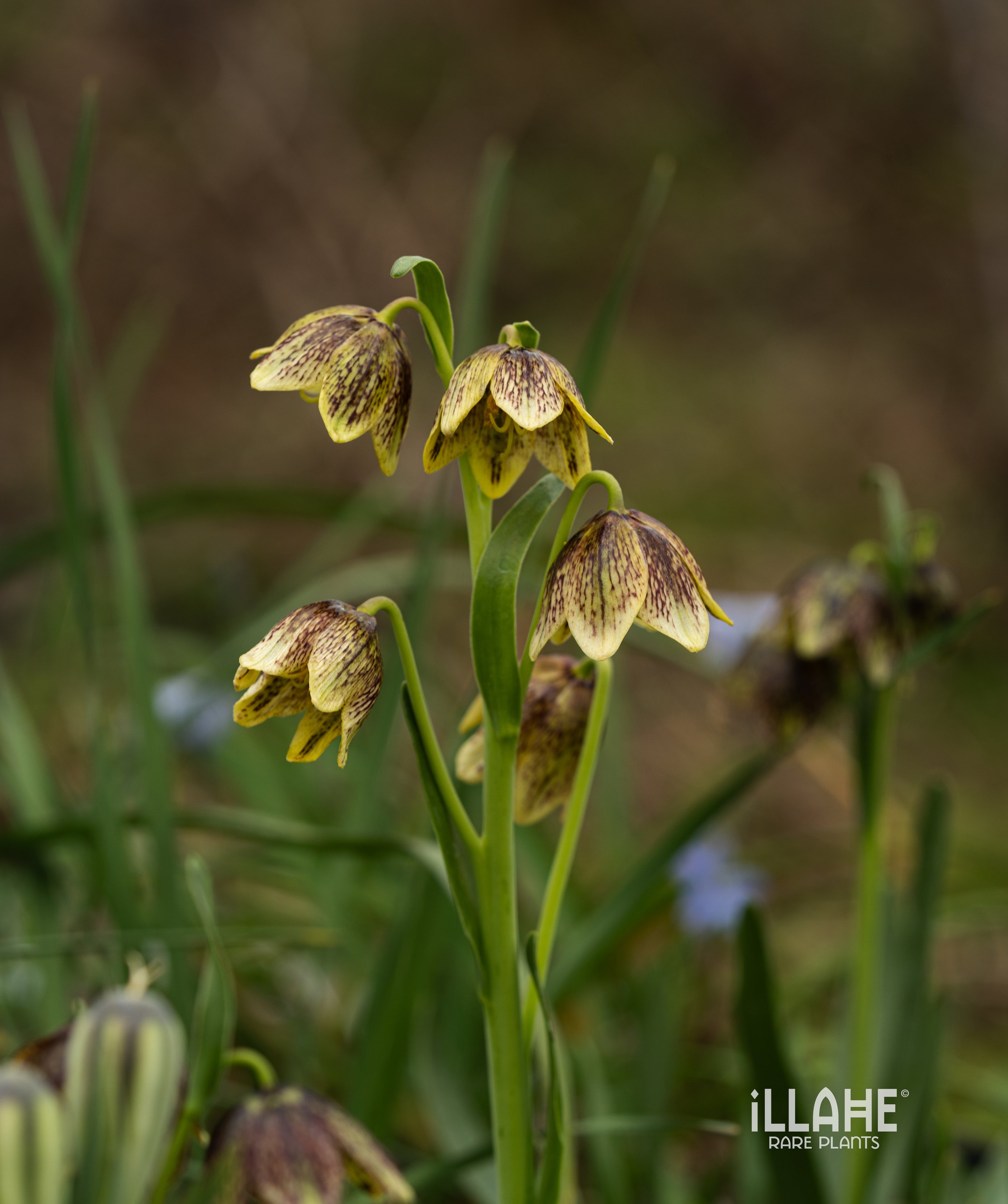 Fritillaria hybrid (2).jpg