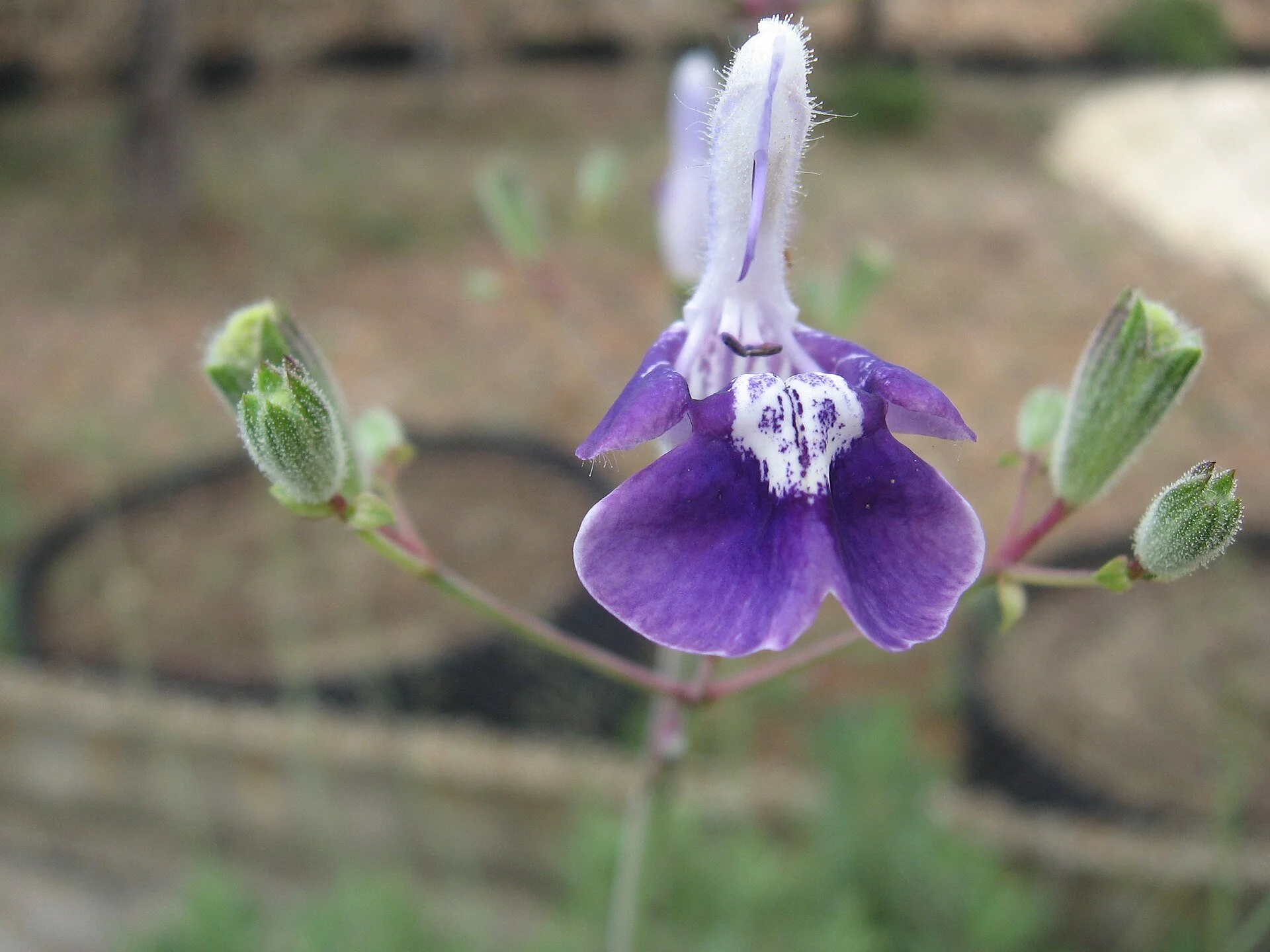 Salvia candelabrum