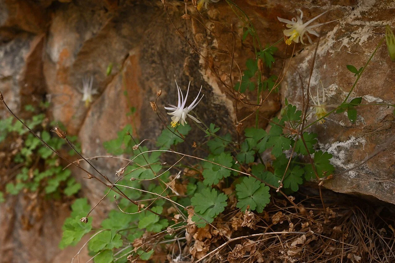 Aquilegia micrantha var. grahamii