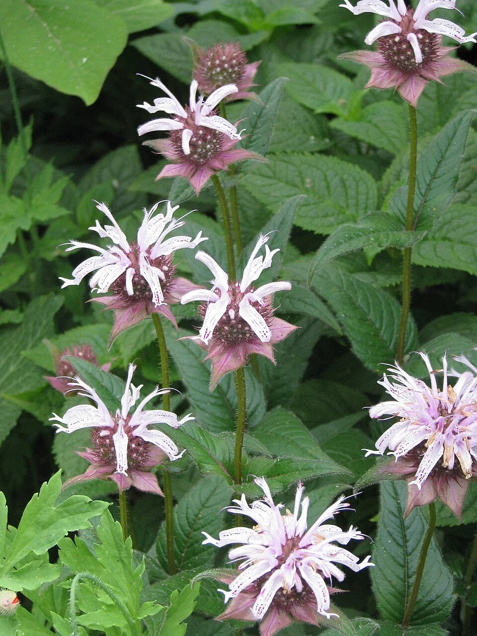 960px-Monarda_bradburiana_-_Flickr_-_peganum_(1).jpg