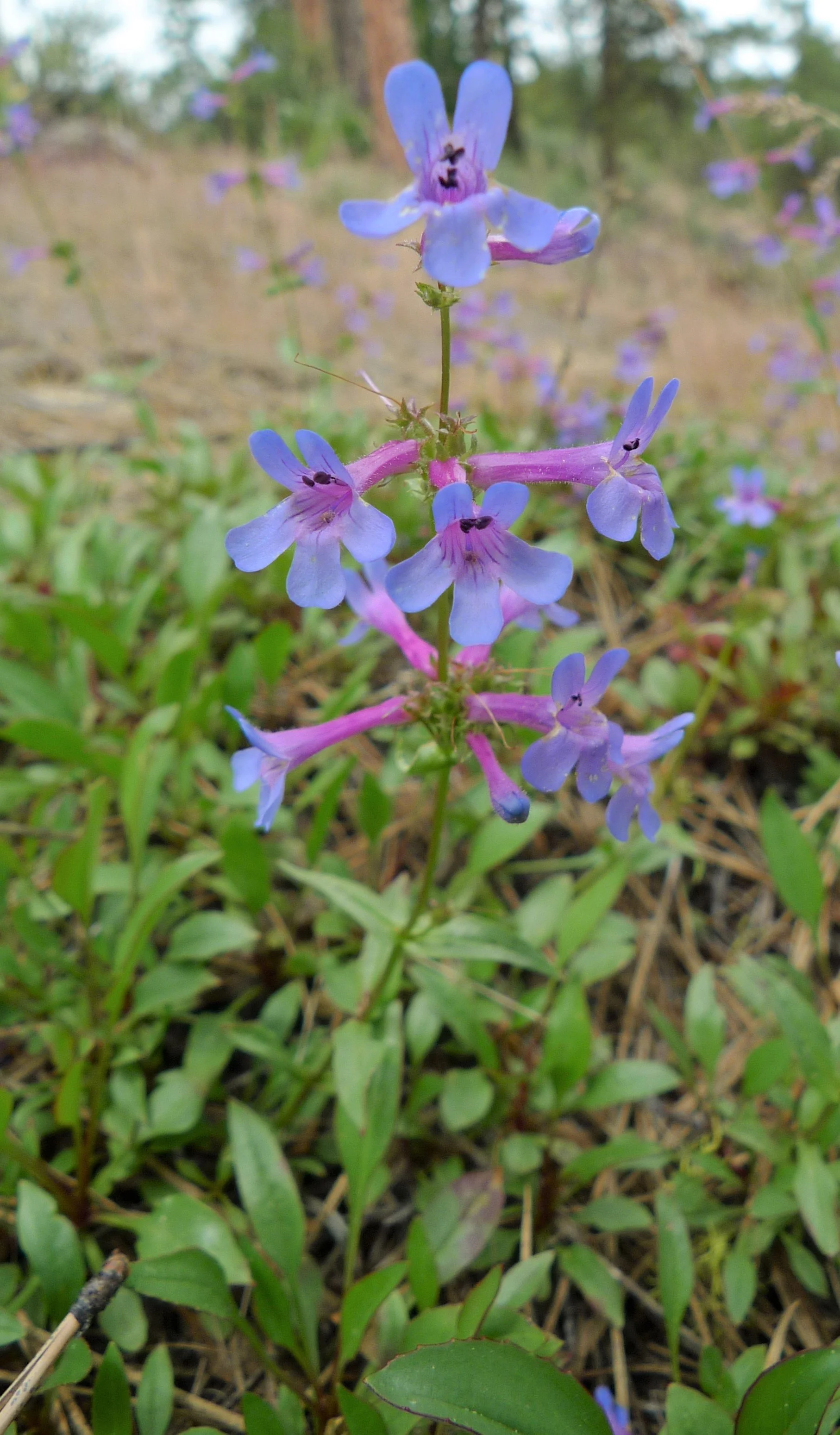 Penstemon pruinosus