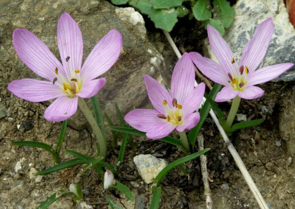 Colchicum_cupanii_6.jpg