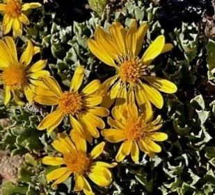 Haplopappus-paucidentatus.jpg