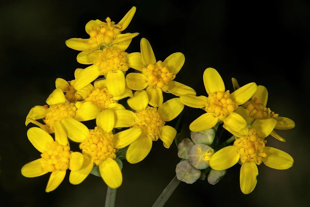 1280px-Othonna_perfoliata_1DS-II_3-4908.jpg