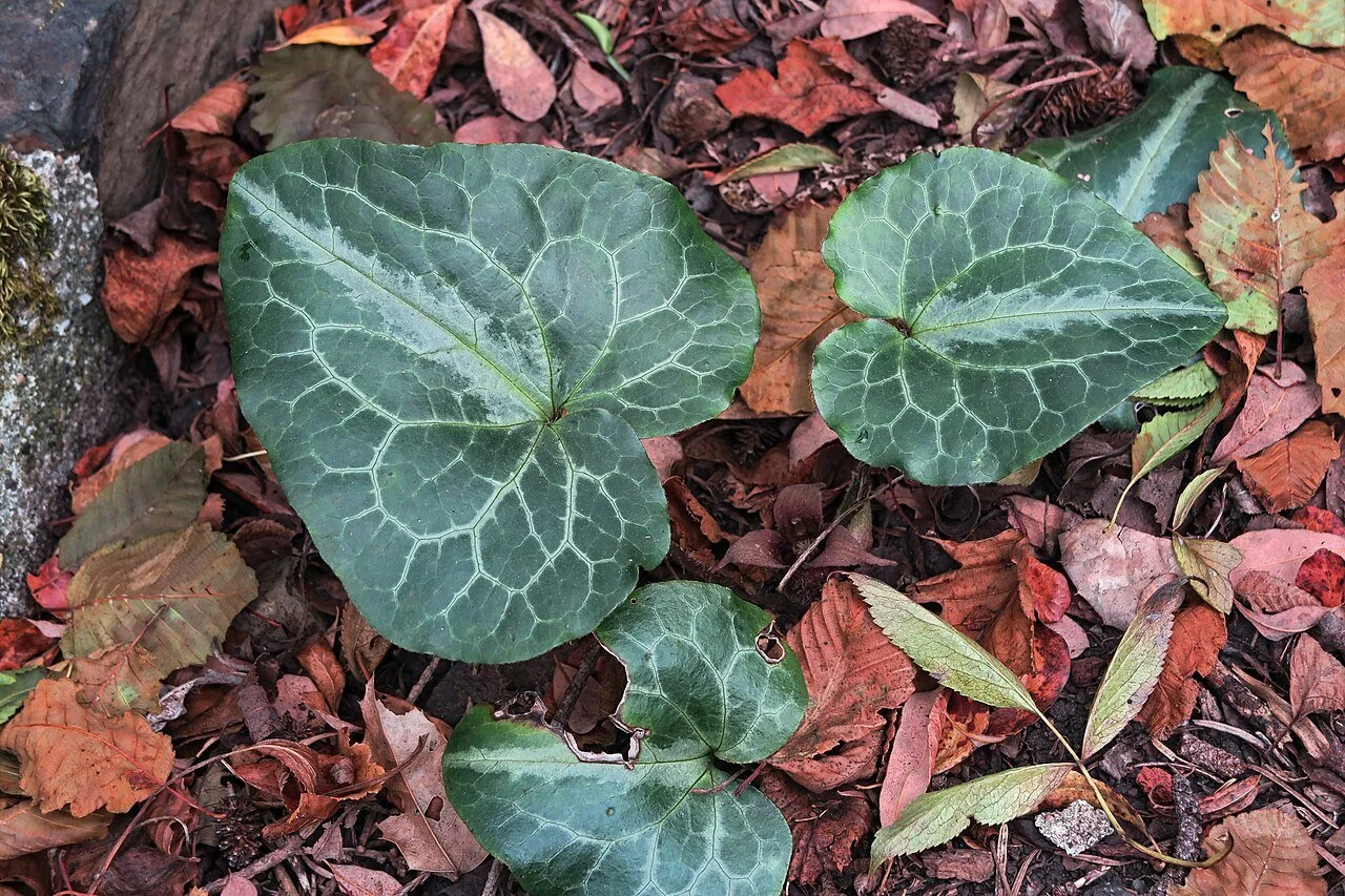 Asarum hartwegii