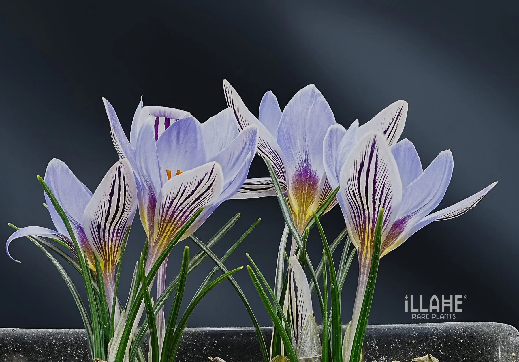 Crocus orphei-2 (1).JPG