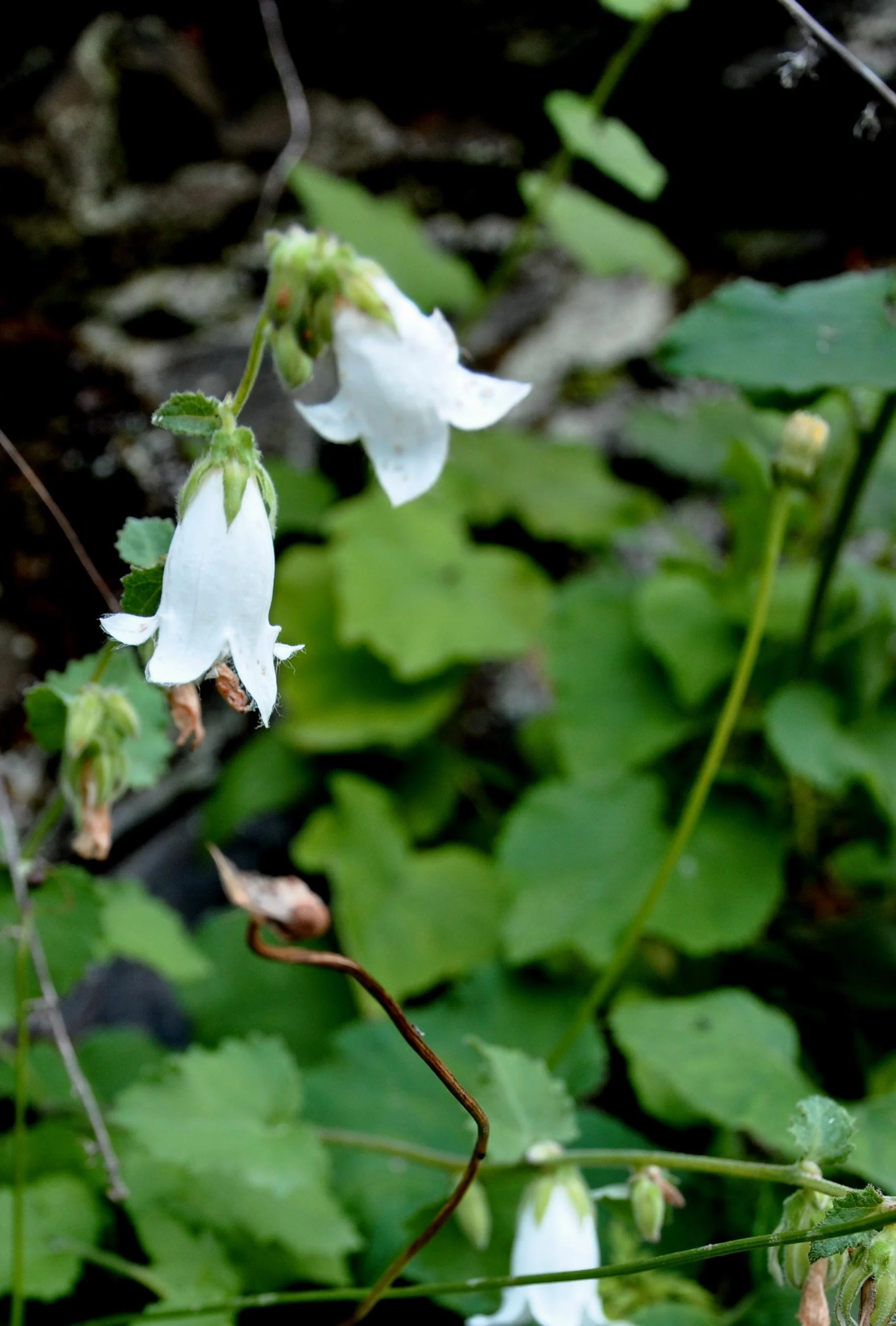 Campanula_alliariifolia_Ivory_Bells_ბუსკანტურა.jpg