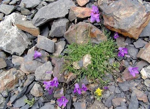 Campanula petrophila