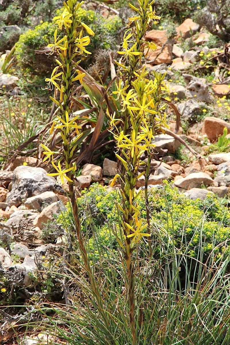 Asphodeline_lutea_pm1.jpg